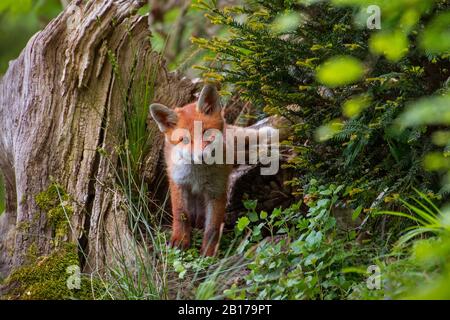 Renard rouge (Vulpes vulpes), le renard cub se tient sur une racine et une forêt, vue de face, Suisse, Sankt Gallen Banque D'Images