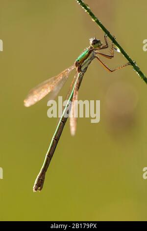 Lestes vertes, émeraude damselfly (Lestes sponsora), femelle couverte de gouttes d'eau, Pays-Bas, Frise, Delleboersterheide Banque D'Images