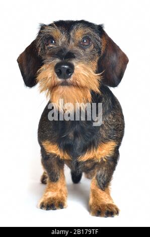 Dachshund à poil métallique, chien de saucisse À poil Métallique, chien domestique (Canis lupus F. familiaris), dachshund à poil métallique, vue avant Banque D'Images