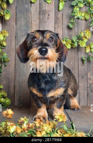 Dachshund à poil métallique, chien de saucisse À poil Métallique, chien domestique (Canis lupus F. familiaris), dachshund mâle à poil métallique devant des planches de bois avec houblon, vue avant Banque D'Images