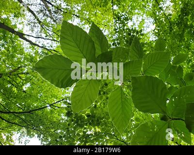 Hêtre commun (Fagus sylvatica), feuilles fraîches au printemps, Allemagne Banque D'Images