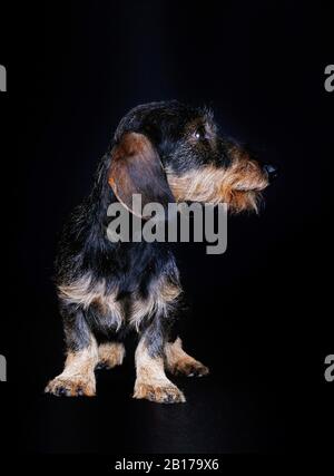 Dachshund à poil métallique, chien de saucisse À poil Métallique, chien domestique (Canis lupus F. familiaris), chien mâle debout devant le fond noir, regard latéral Banque D'Images