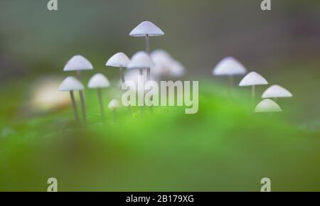 Bonnet blanc en forme de traite (Mycena galopus var. Candida), plusieurs organes de fructification, Pays-Bas, Flevoland Banque D'Images