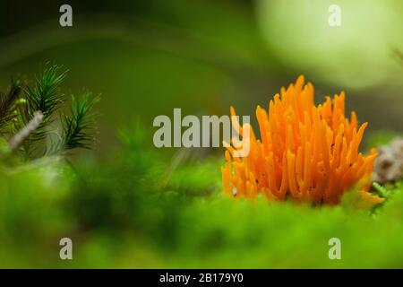 Staghorn jaune, stagshorn jaune (Calocera viscosa, Tylophilus fellus), dans la mousse, aux Pays-Bas, Drenthe, Drouwenerveld Banque D'Images