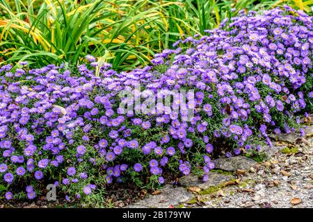 Aster (Aster 'Lady in Blue', Aster Lady in Blue, Aster dumosus), cultivar Lady in Blue, Allemagne Banque D'Images