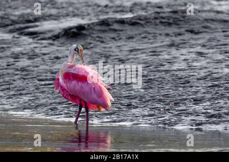 Une belle spoonbill de Roseate (Platalea ajaja) à côté de la rivière Tarcoles au Costa Rica. Banque D'Images