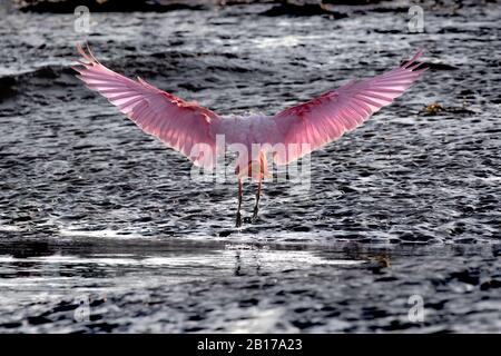 Une belle spoonbill de Roseate (Platalea ajaja) à côté de la rivière Tarcoles au Costa Rica. Banque D'Images