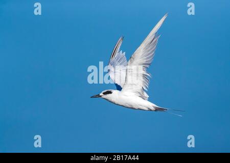 Forster's tern (Sterna forsteri), en vol, États-Unis, New Jersey Banque D'Images