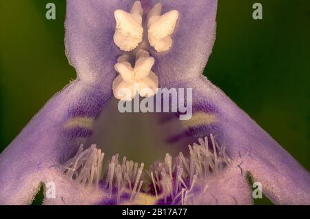 Gill-over-the-ground, ivy terrestre (Glechoma hederacea), fleur, macro shot, Allemagne, Bavière, Oberbayern, Haute-Bavière Banque D'Images