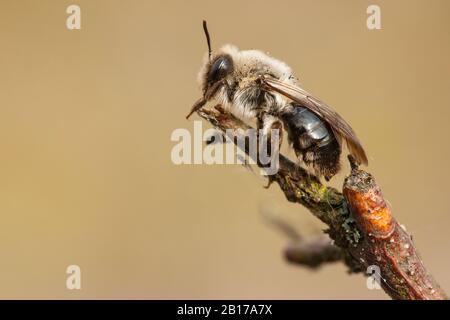 Mines-abeilles à dos gris (Andrena vaga, Andrena ovina), vue latérale, Pays-Bas, Frise, Delleboersterheide, Oldeberkoop Banque D'Images