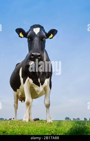Bovins domestiques (Bos primigenius F. taurus), se dresse dans un pré, Pays-Bas, Frise Banque D'Images