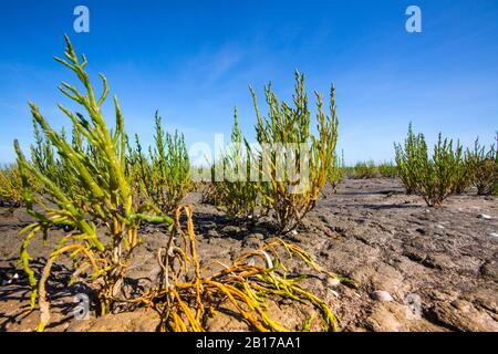 Glasswort à pointes longues (Salicornia procumbens), dans la mer des wadden, aux Pays-Bas, en frison Banque D'Images