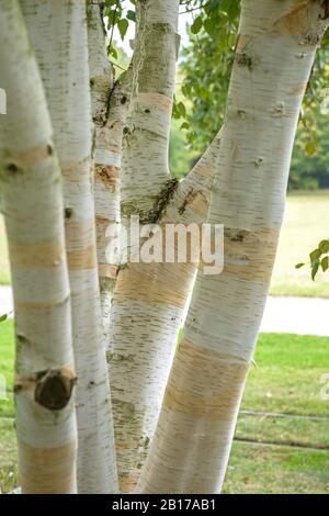 Bouleau descendant, Birch himalayen blanc Barré (Betula utilis 'doorenbos', Betula utilis Doorenbos), cultivar Doorenbos, Allemagne Banque D'Images