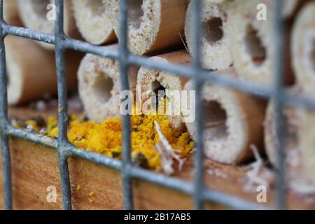 L'abeille ciseau (Osmia florisisonmis, Chelostoma florisomne), dans un nid, enlevant le pollen de la grotte, Allemagne, Rhénanie-du-Nord-Westphalie, région de la Ruhr Banque D'Images