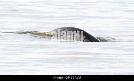 Baleine boréale Balaena mysticetus nageant au milieu de plusieurs ...