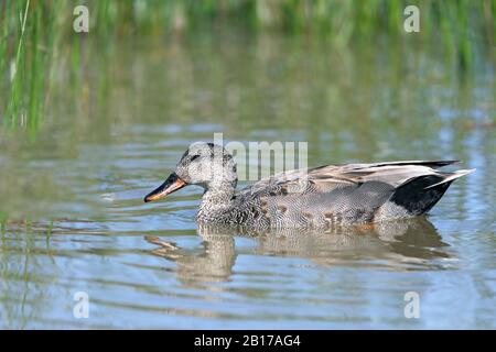 Gadwall (Anas strepera, Mareca strepera), nage masculine, Espagne, Iles Baléares, Majorque Banque D'Images