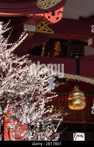 Kameido Tenjinsha Ume Festival, Koto-Ku, Tokyo, Japon Banque D'Images