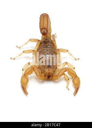 Femelle adulte Arizona scorpion à queue de bande, Paravaejovis spinigerus, isolée sur blanc. De l'avant. Cette espèce est commune en Arizona et au sud Banque D'Images