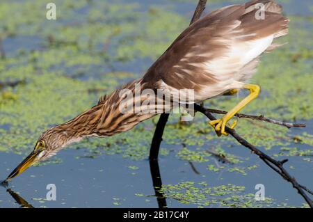 Héron d'étang indien (Ardeola grisii) proie de l'impasse dans le parc national de Keoladeo Inde Banque D'Images