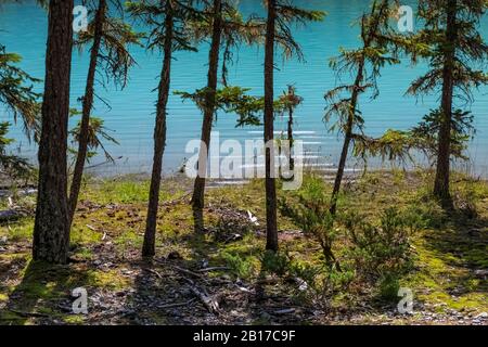 Lac Kinney, coloré par la farine glaciaire, dans le parc provincial du Mont Robson, Colombie-Britannique, Canada Banque D'Images