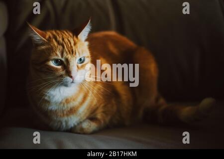 Portrait de chat de gingembre sur le canapé Banque D'Images