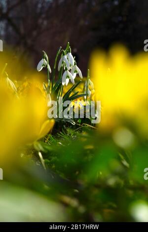 Allemagne, Saxe, Galanthus fleurs fleuries fleuries en fleurs fleuries au milieu des aconites d'hiver (Eranthis hyemalis) Banque D'Images