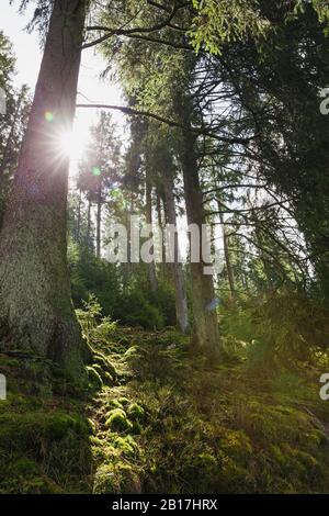 Allemagne, Rhénanie-du-Nord-Ouest, Eifel, parc national de l'Eifel, Soleil brillant à travers les mousses couvertes de sruces de Norvège (Picea abies) Banque D'Images