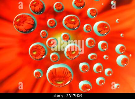 Gros plan sur Gerbera, gouttes d'eau Banque D'Images