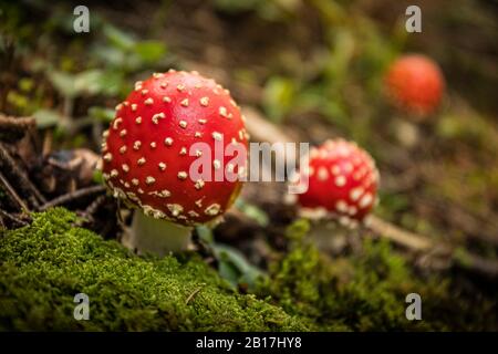 Agaric Fly, close-up Banque D'Images