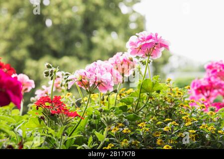 Les pélargoniums, les verbènes et les zinnia (Sanvitalia protumbens) mexicains qui fleurit en été Banque D'Images