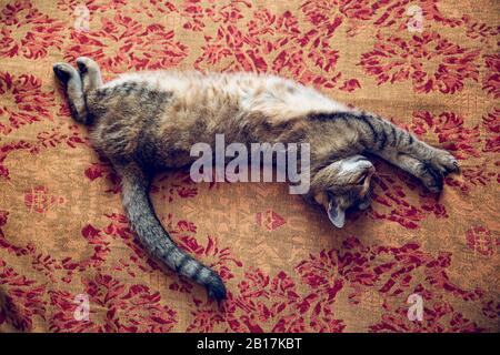 Tabby chat allongé sur le couvre-lit à la maison Banque D'Images