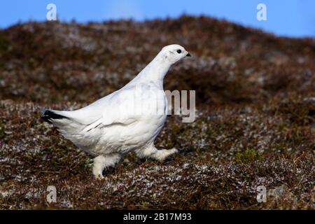 Royaume-Uni, Écosse, Rock ptarmigan (Lagopus muta) marchant à l'extérieur Banque D'Images