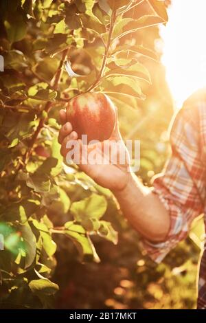 Main plucking pomme d'un arbre Banque D'Images