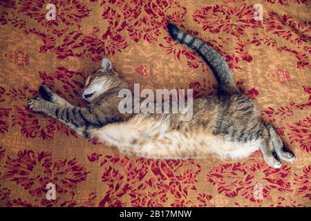 Tabby chat allongé sur le couvre-lit à la maison Banque D'Images