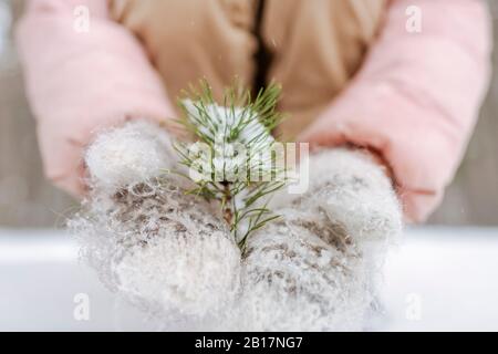 Fille portant des gants portant une brindille de pin avec de la neige, gros plan Banque D'Images