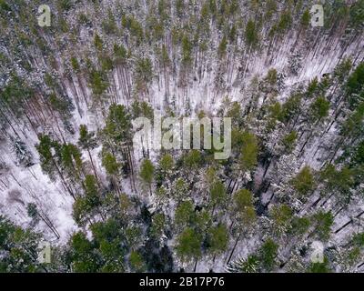 Russie, région de Leningrad, vue aérienne de la forêt d'hiver Banque D'Images