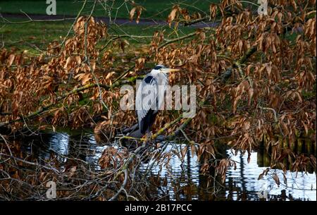 Allemagne, Saxe, Portrait de héron gris (Ardea cinerea) perché à l'extérieur Banque D'Images