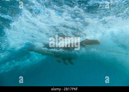 Vue sous-marine de surfeur féminin, Bali, Indonésie Banque D'Images