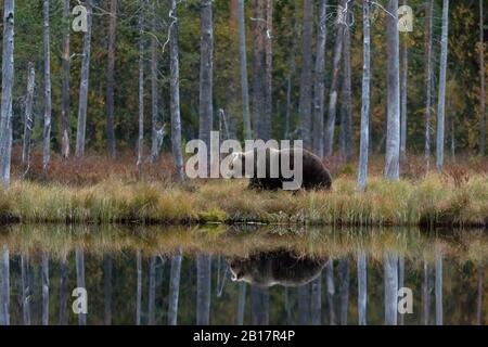 Finlande, Kainuu, Kuhmo, ours brun (Ursus arctos) marchant le long des rives herbeuses du lac en automne taïga Banque D'Images