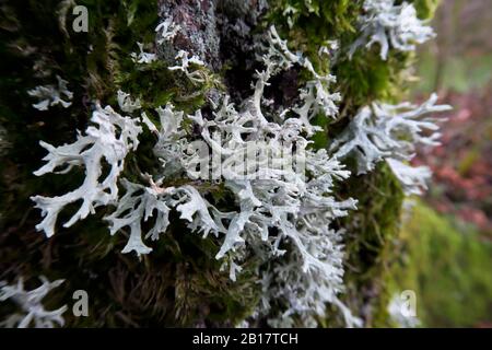 Allemagne, Bade-Wurtemberg, gros plan du tronc d'arbre recouvert de mousse et de lichen Banque D'Images