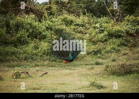 Sri Lanka, province de Sabaraguwa, Udawalawe, Peacock debout sur l'herbe avec queue couverte Banque D'Images