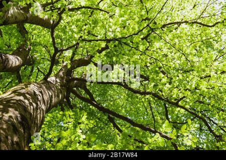 Allemagne, Rhénanie-du-Nord-Westfalia, Eifel, parc national de l'Eifel, jeunes feuilles vertes de hêtre (Fagus) vues d'en dessous Banque D'Images