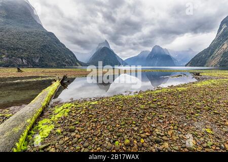 Nouvelle-Zélande, Océanie, Ile du Sud, Southland, Parc National de Fiordland, Mitre Peak et Milford Sound plage à marée basse avec des algues vertes sur les galets Banque D'Images