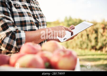 Cultivateur de fruits utilisant une tablette numérique dans son verger de pommes Banque D'Images