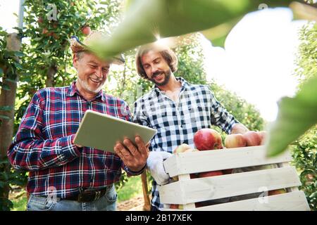 Les producteurs de fruits qui vérifient la qualité des pommes dans leur verger Banque D'Images