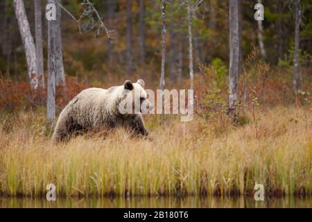 Finlande, Kainuu, Kuhmo, ours brun (Ursus arctos) marchant le long des rives herbeuses du lac en automne taïga Banque D'Images