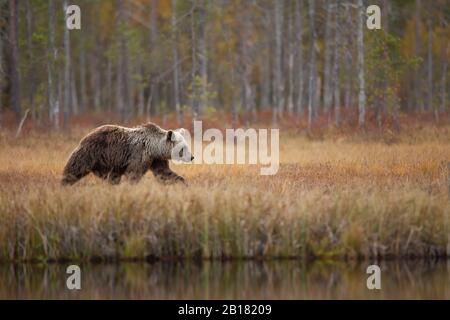 Finlande, Kainuu, Kuhmo, ours brun (Ursus arctos) marchant le long des rives herbeuses du lac en automne taïga Banque D'Images