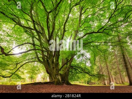 Écosse, Kinclaven Woods, Arbre Banque D'Images