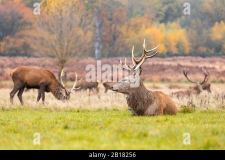 Royaume-Uni, Angleterre, Londres, Deer se reposant et pacage dans le parc Richmond Banque D'Images