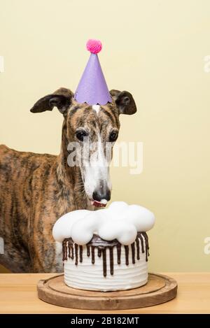 Chien avec son gâteau d'anniversaire célébrant son anniversaire Banque D'Images